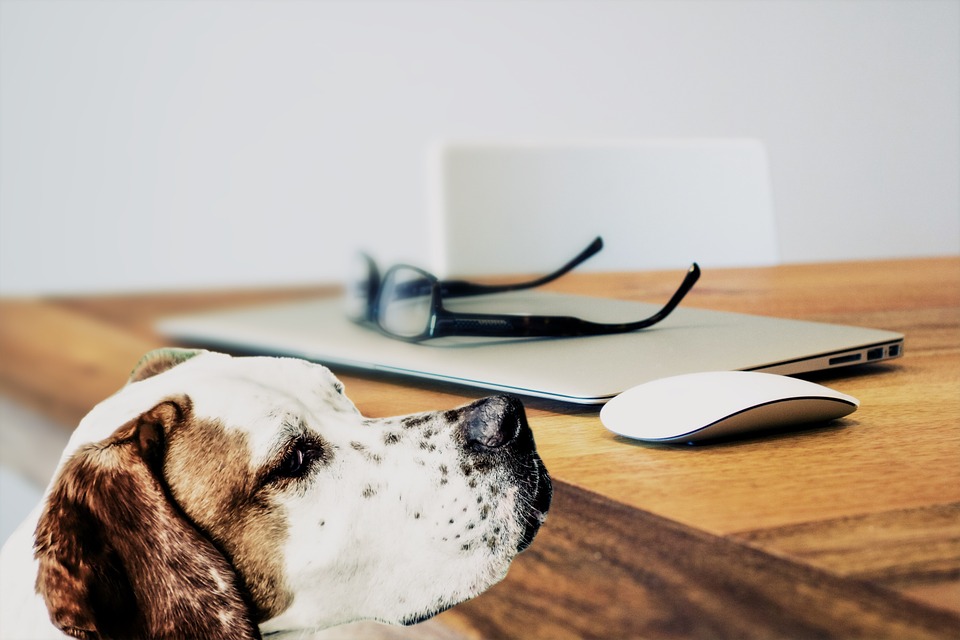 app gratis per amanti dei cani