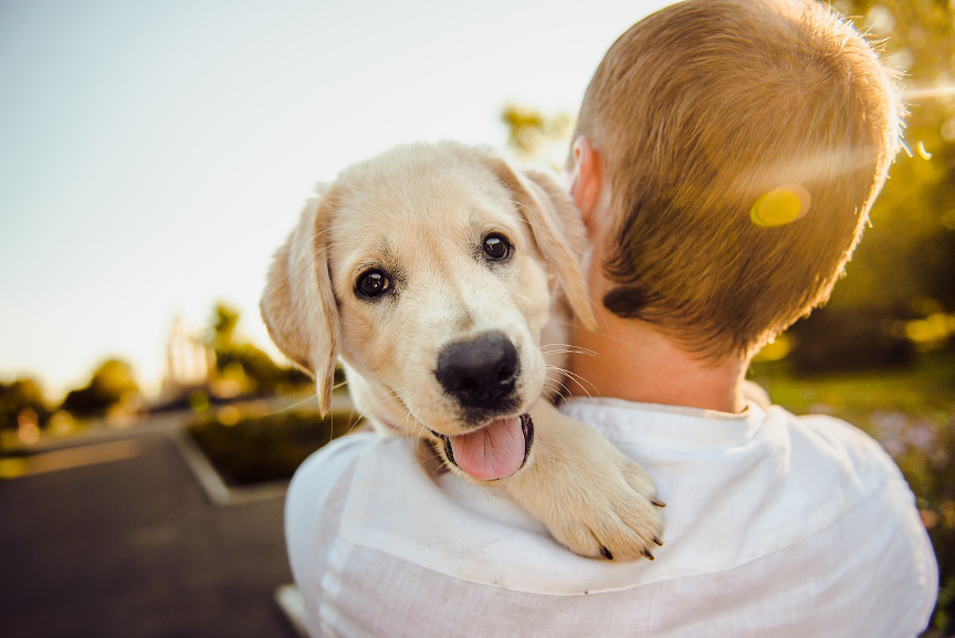 Assicurazione Cani e Gatti: perché è importante proteggere i nostri amici a quattro zampe